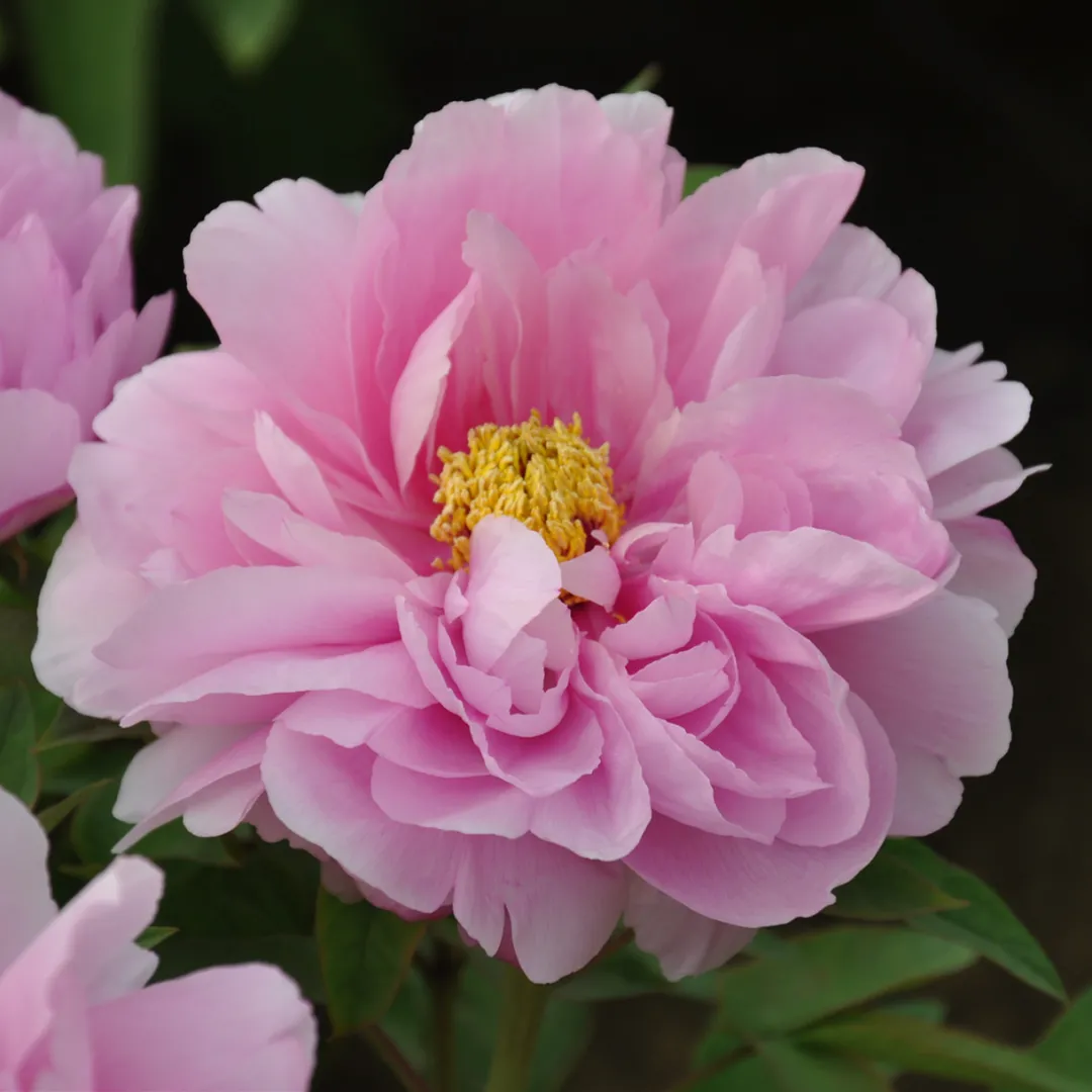 如花似玉3,叠云新品种,强烈推荐,花超美!