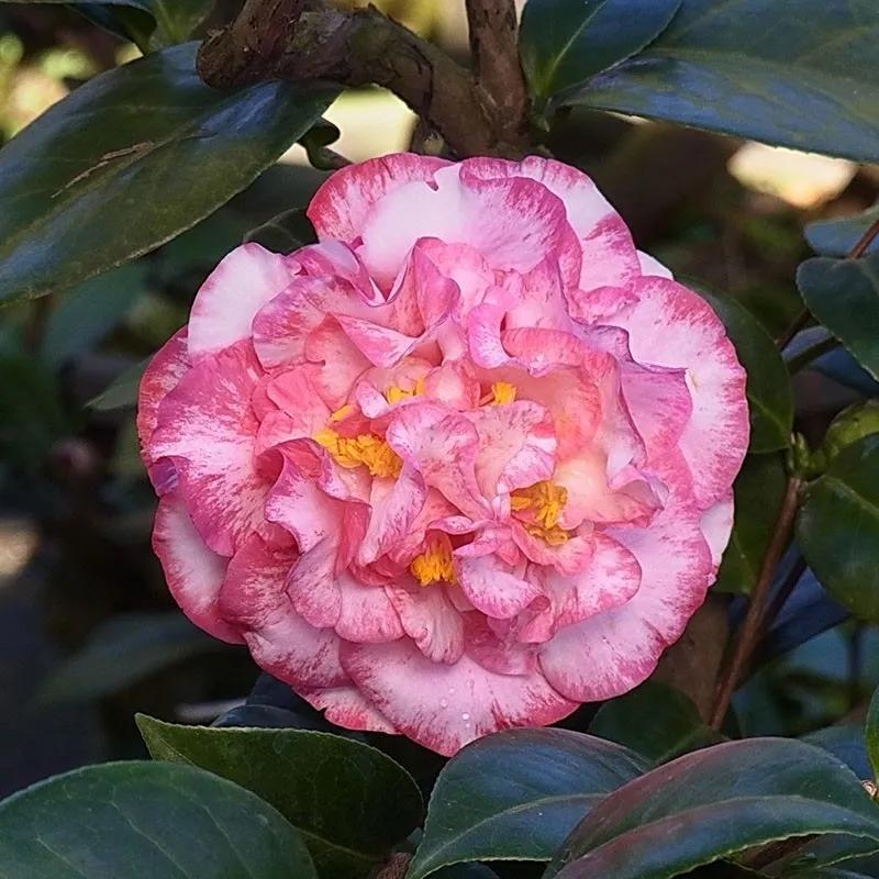 花期长好养护的茶花-花期长好看又好养的茶花 - 114知识网