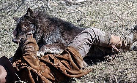 经过时间的推移,人狼大战成了传说,到了近维多利亚时代,狼人又悄悄地