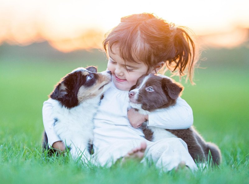 10 种最适合儿童的犬种,非常适合有小孩的家庭 - 对孩子友好且可爱