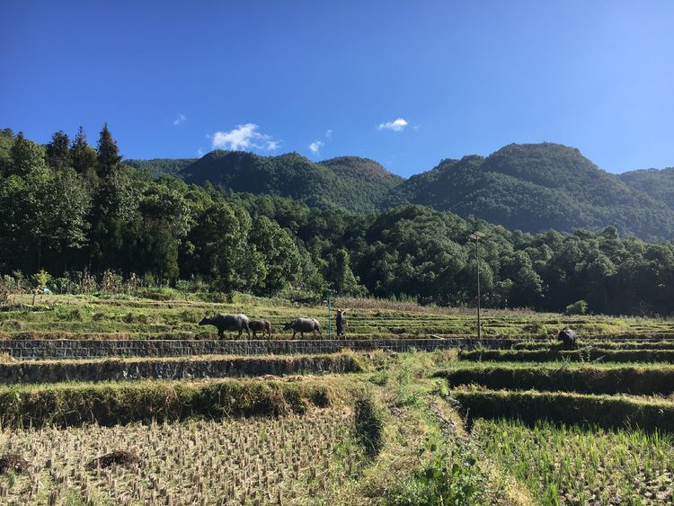 银杏村，一个童话般的地方，它留下了秋天最美好的样子