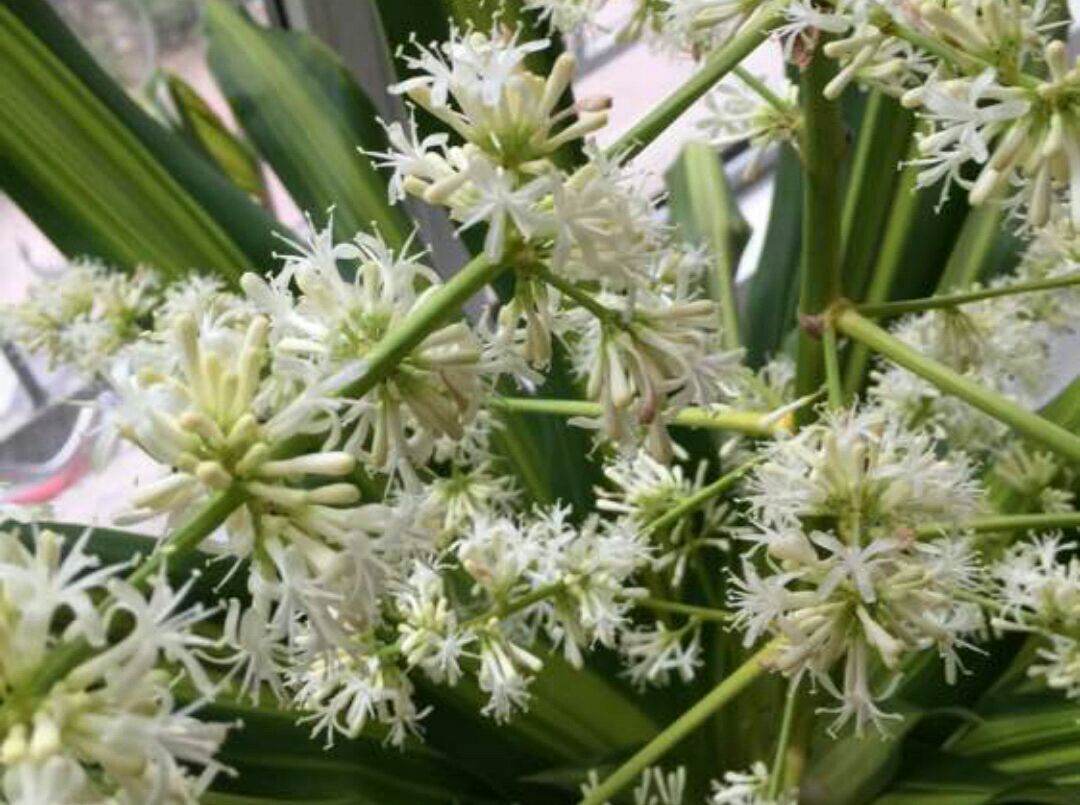 你知道也门铁这种观叶植物吗?也门铁怎么扦插繁殖?土培和水培