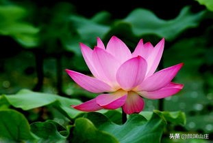 描写荷花诗词(38首)