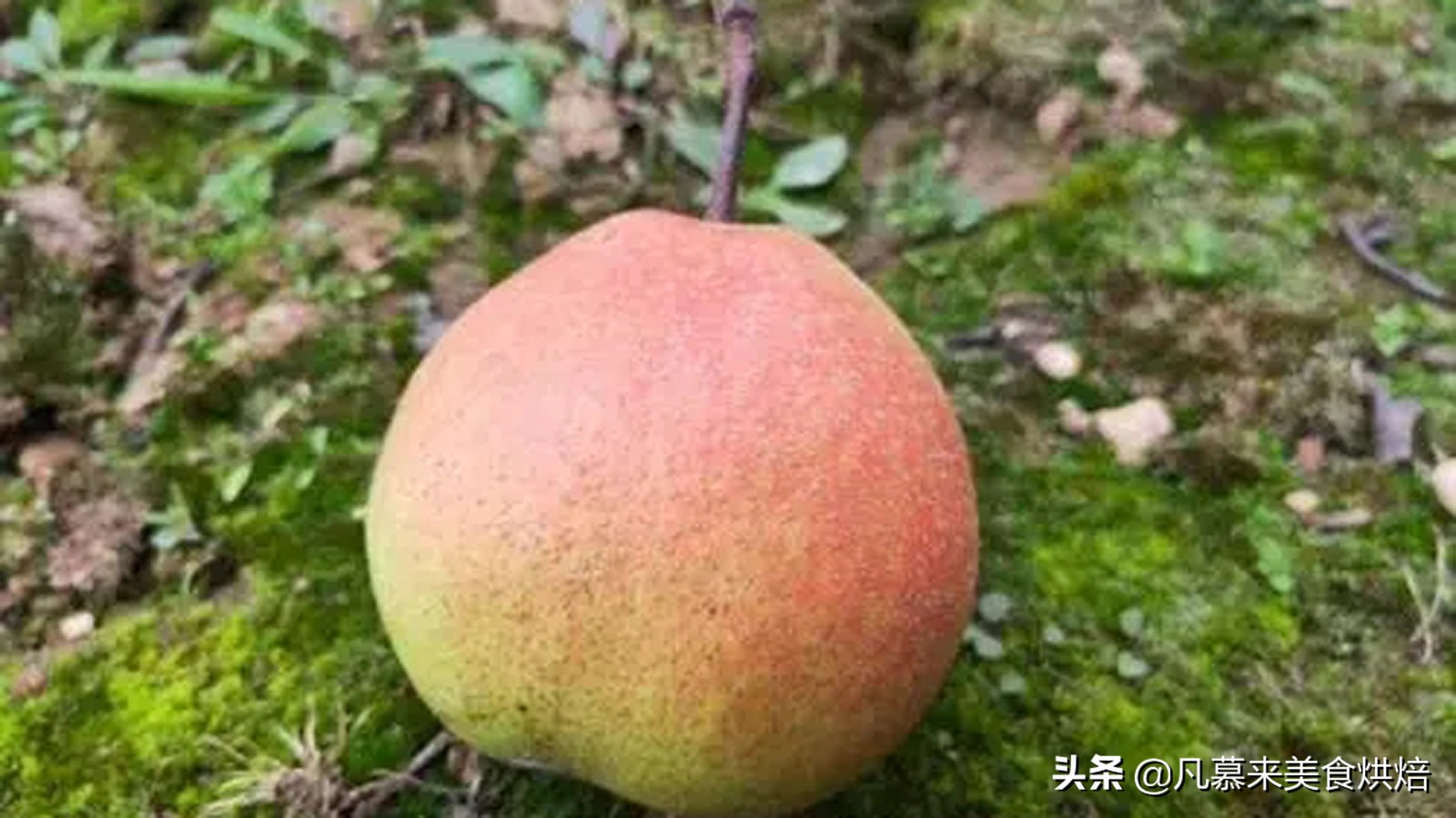 苹果梨图片（盘点全国最好吃的50种梨快收藏）
