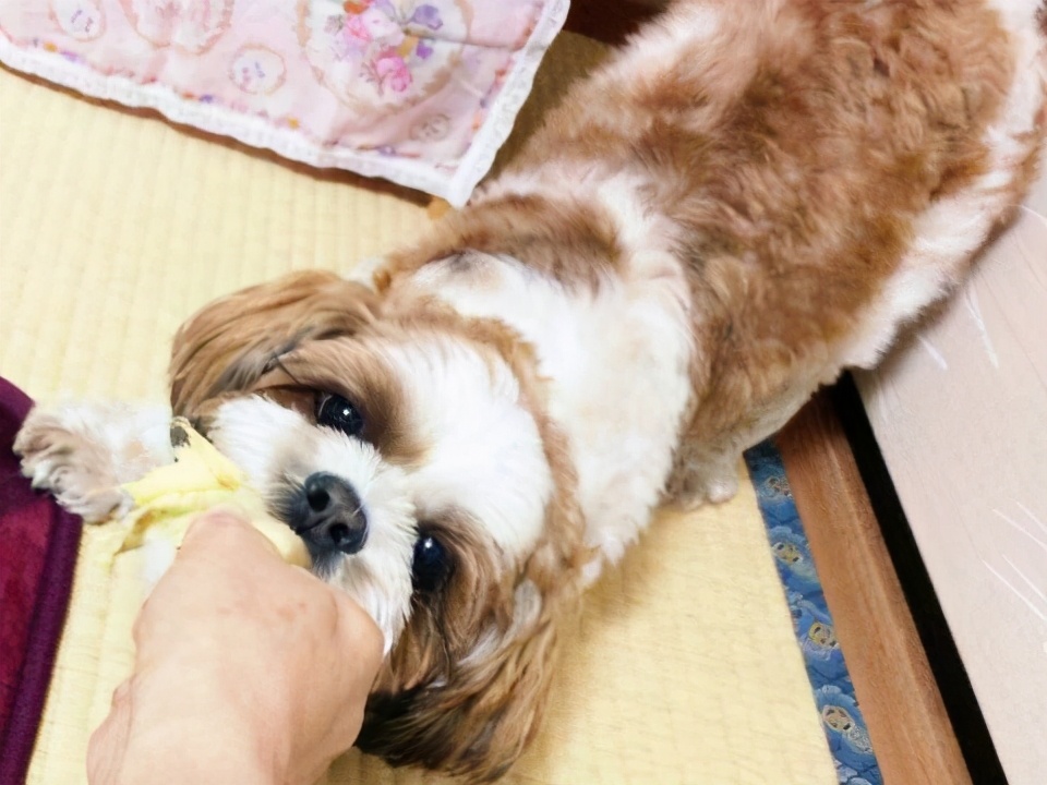 养狗知识：如何帮狗狗挤肛门腺？