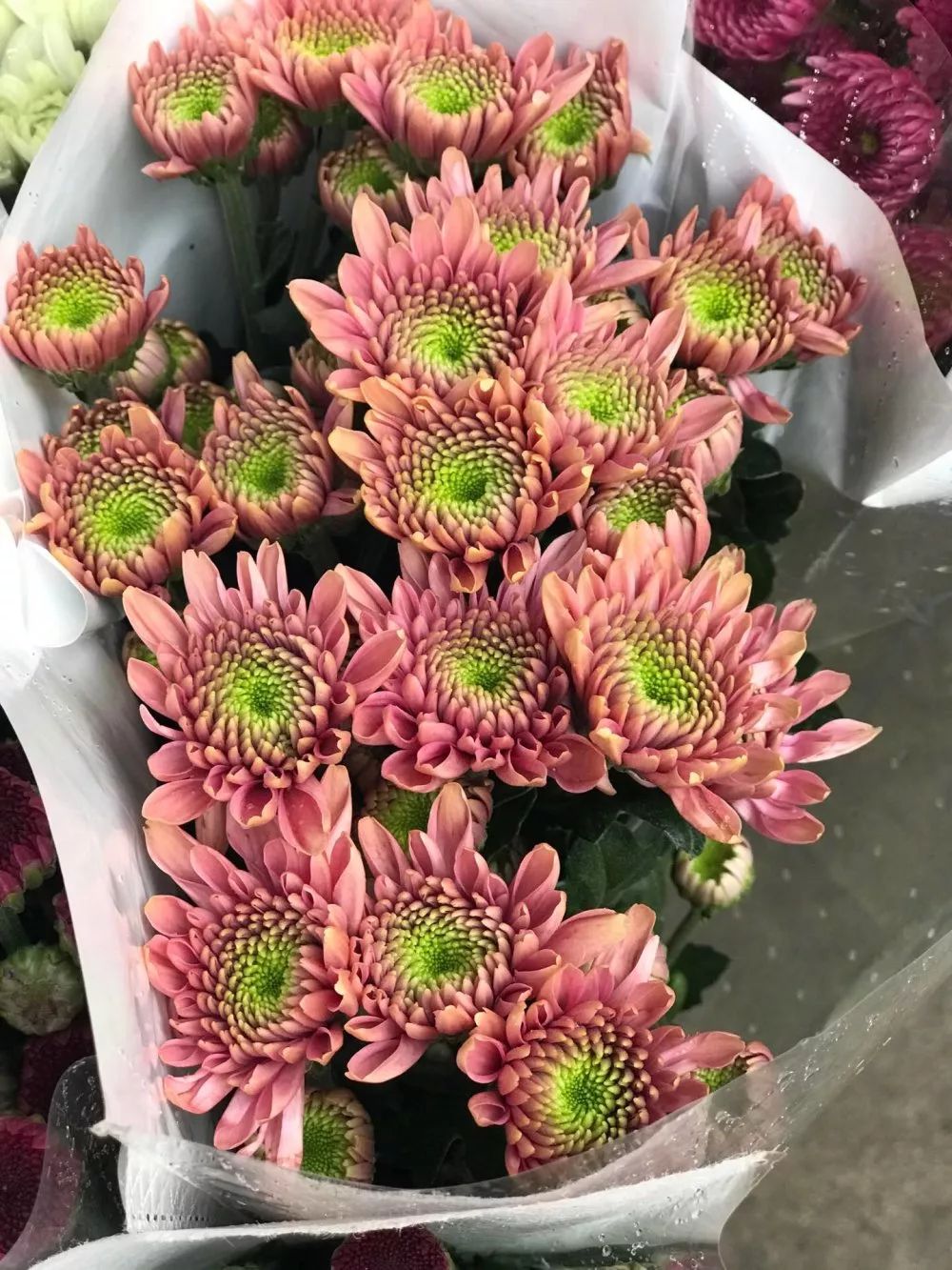 小雏菊花期（小雏菊花期较长养护得当可更长）