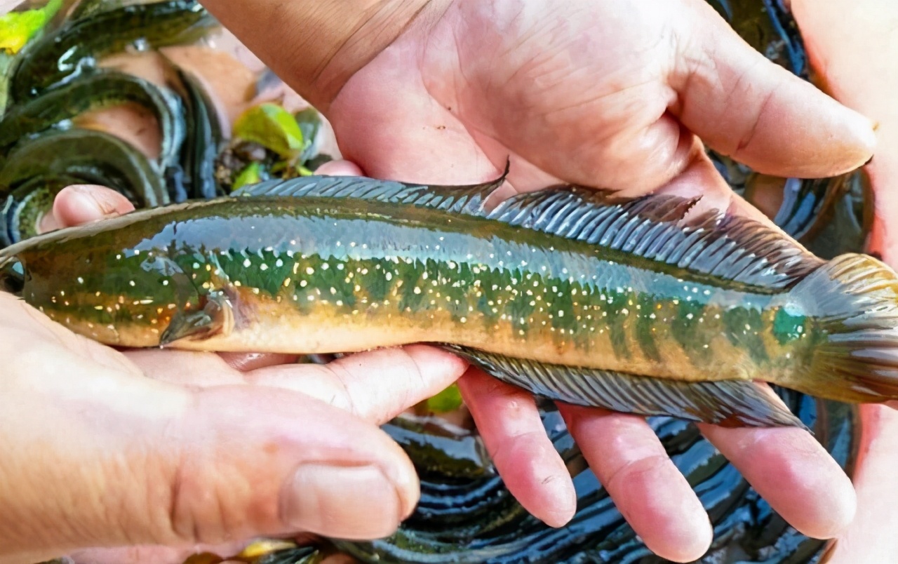 乌鱼图片(恐怖黑鱼疯长如蟒蛇) - 赤虎壹号