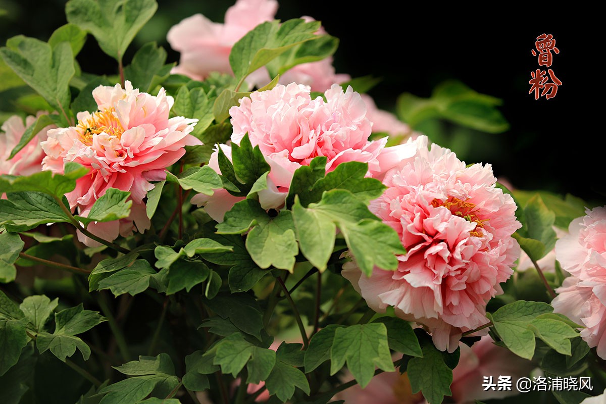 鲁荷红43,洛阳红44,玫瑰红45,玫红争艳46,明星47,墨楼争辉48,霓虹焕彩