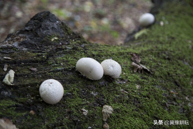 牛屎菇是什么（快速认识民间美味“牛屎菌”）