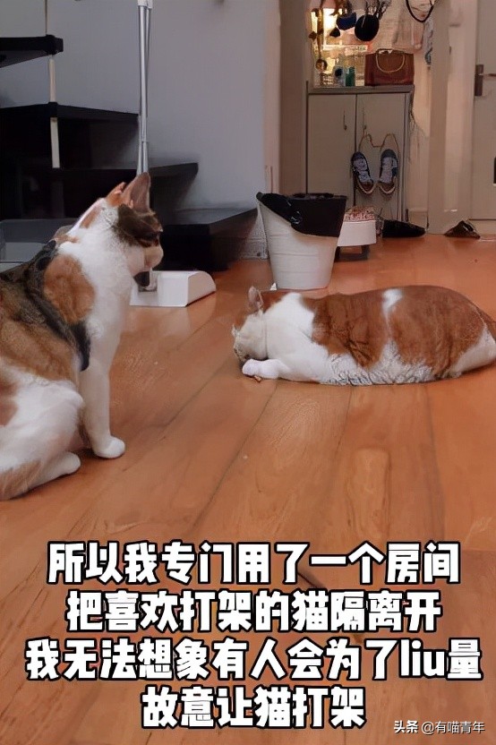 网红猫直播被玩死，博主：我还会继续，猫很喜欢...