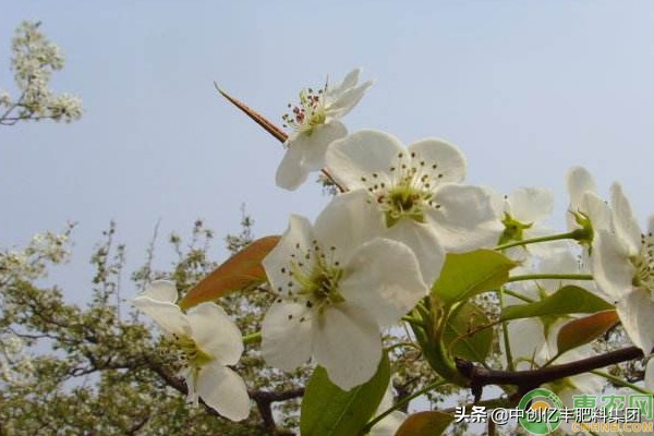 梨花是什么季节开的？春季的3-5月份左右-第3张图片