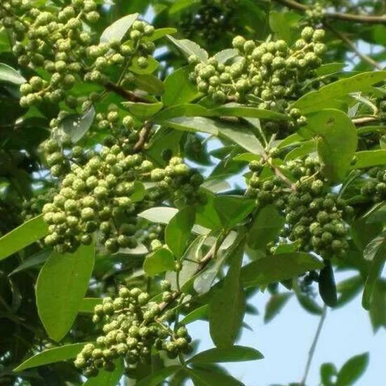 解除川菜偏见，带你了解川菜24种味型之“椒麻味”