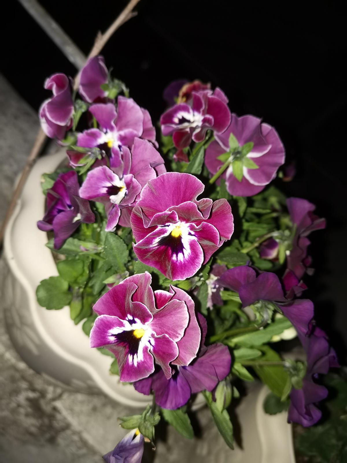 6种花是“活香水”,摆在家里非常好看,满屋子飘香
