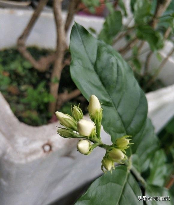 茉莉花几点开花（养茉莉花做好2点花期多开1个月）