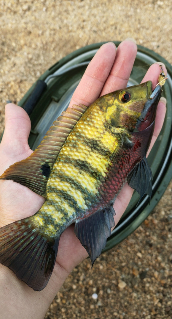 海南河道里,到处都是红罗非鱼,色彩斑斓,这鱼能吃吗?