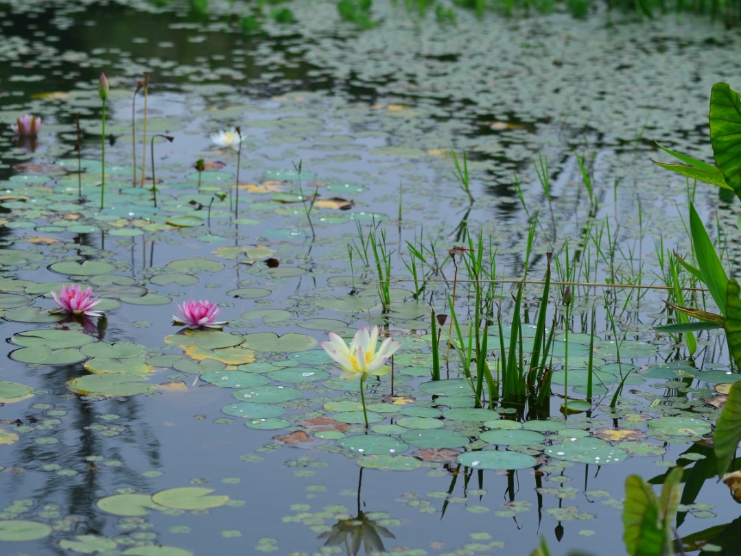 水生植物也迎来了生长开花的高潮,无论是亭亭玉立的荷花,再力花,香蒲