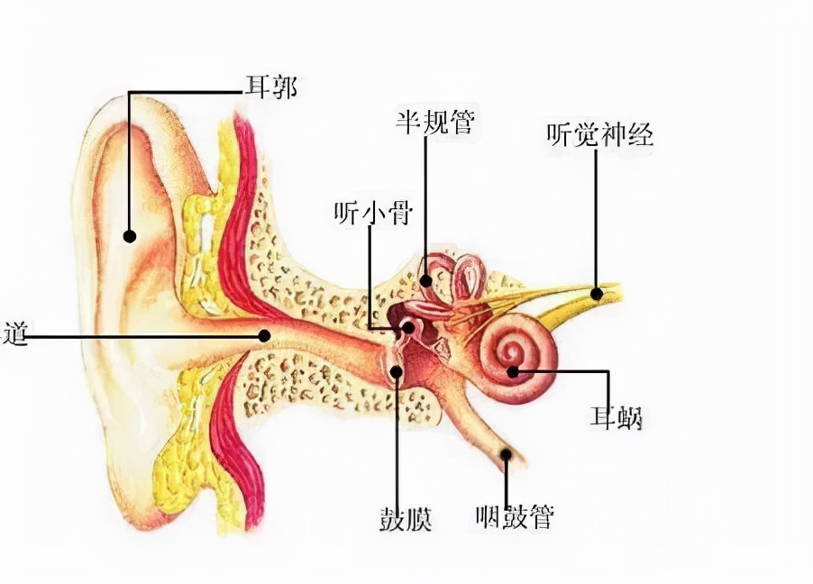 体温计怎么测量更准确