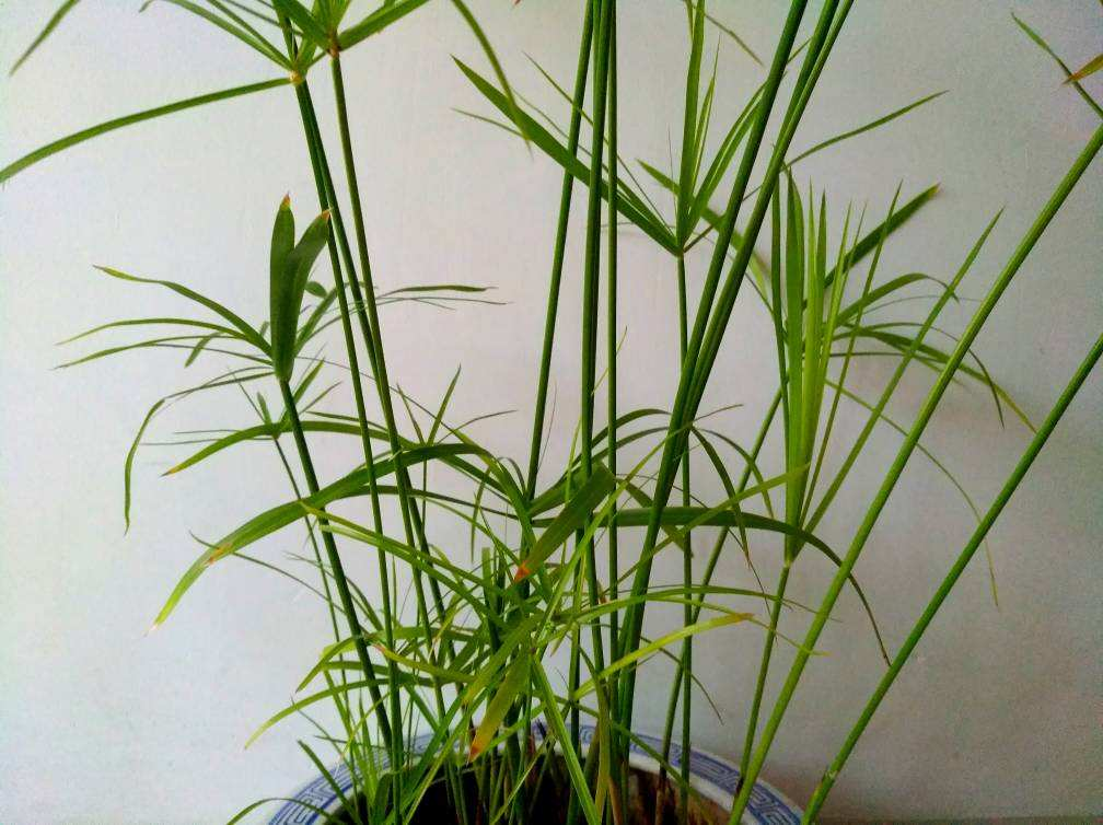 凤尾竹的寓意和作用（盘点适合养在家里的5种竹子）