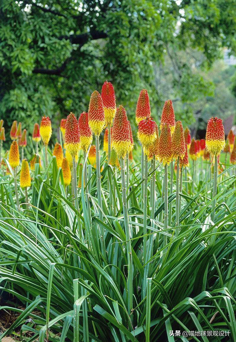 万年麻图片大全（13种适合庭院种植的花灌木）