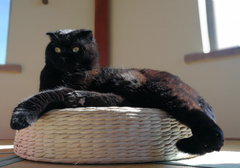 山狸子图片(谁说中国本土没有品种猫) - 赤虎壹号