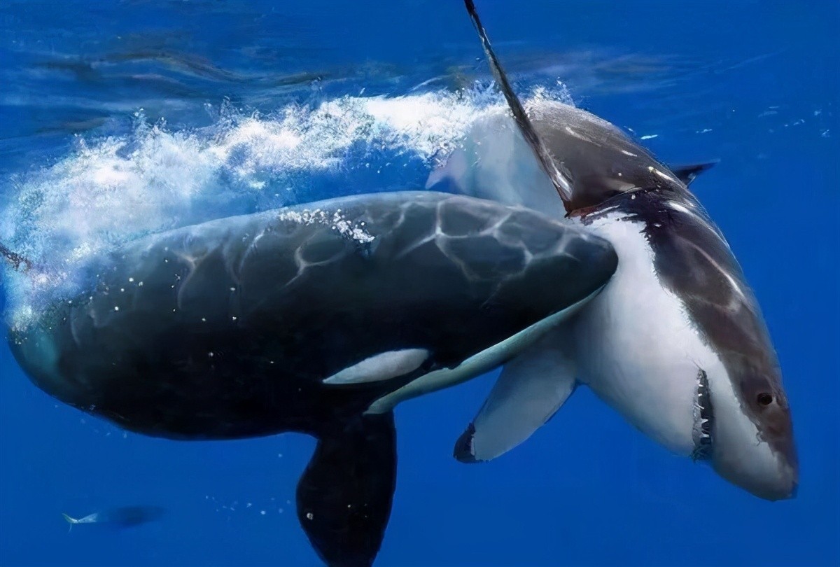 捕食频繁被座头鲸干扰，被人类圈养在水族馆，虎鲸有多可怜？