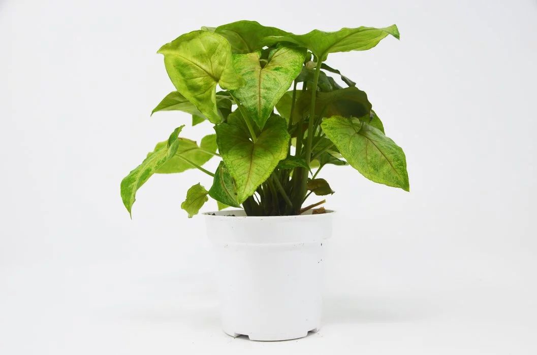 白蝴蝶植物绿植怎么养（绿植白蝴蝶的简单养法）