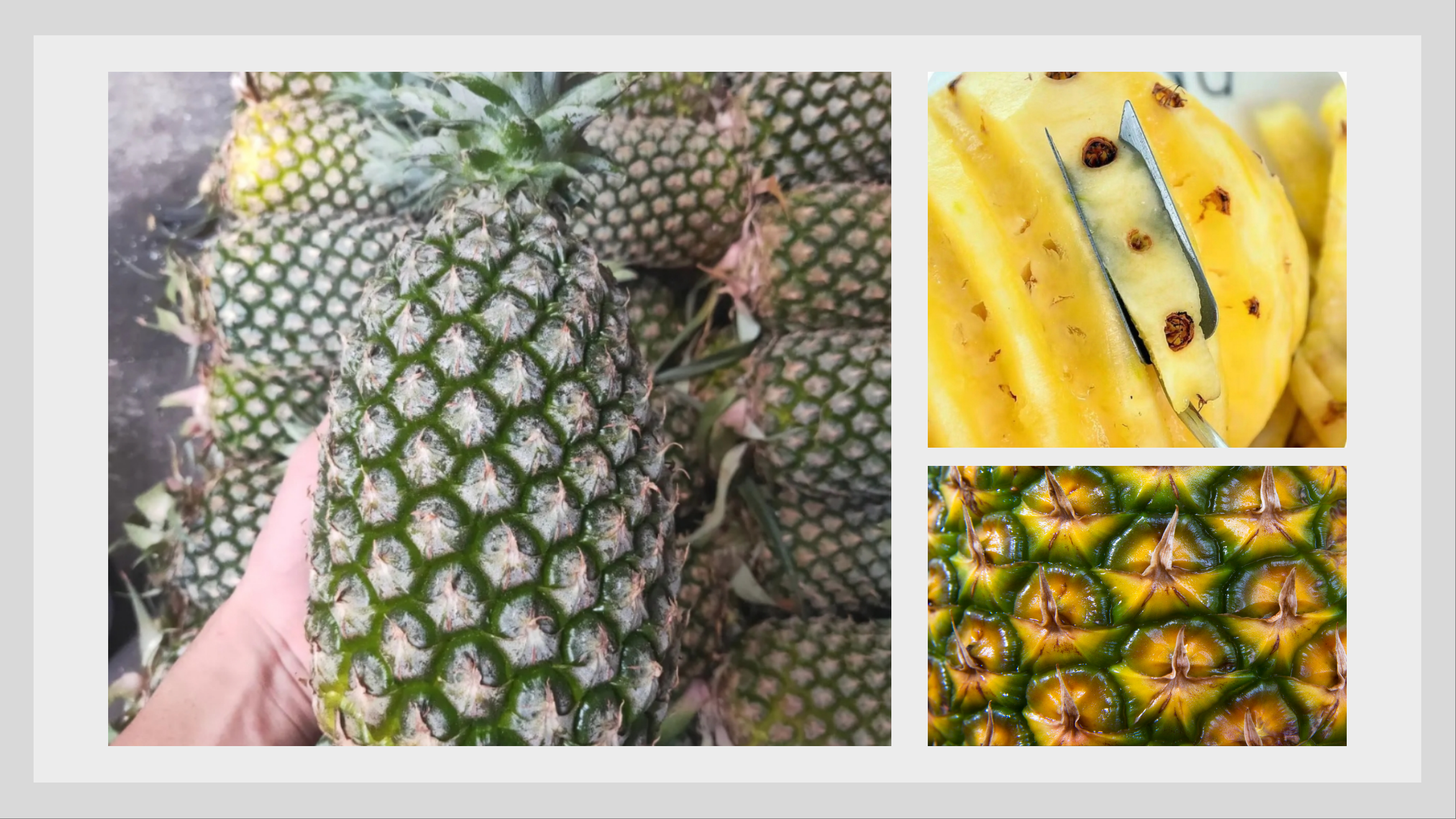 以某些人的"凤梨有刺,菠萝无刺"之说为引子,我们这次来聊一聊菠萝的"