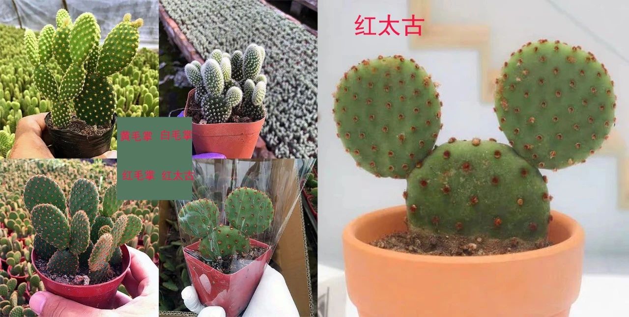买了红太古仙人掌红太古仙人掌开花样品