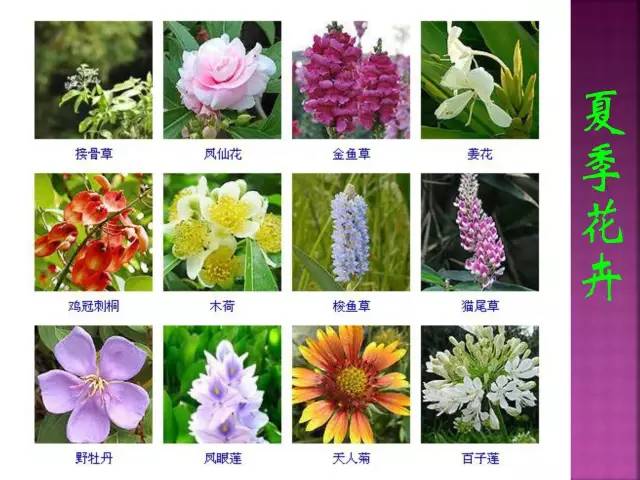 花草名字配图片大全图片