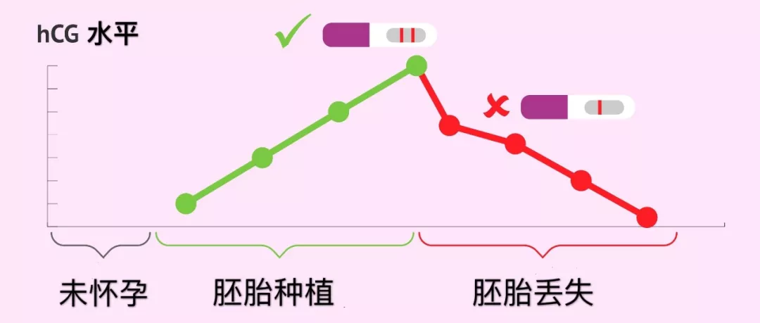 早孕期，让人迷惑的HCG