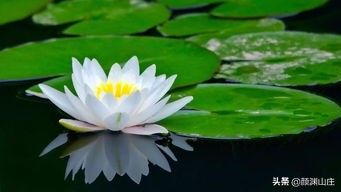 描写荷花诗词(38首)