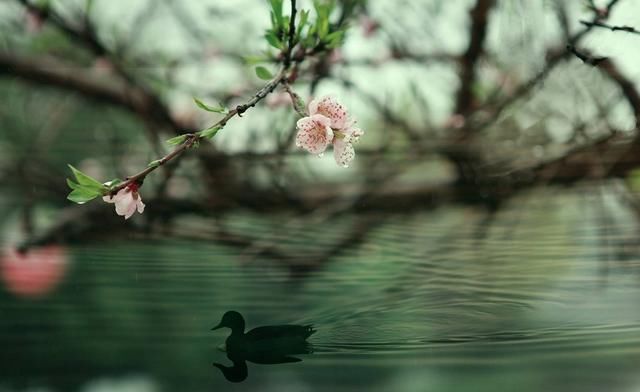 满地芦芽短下一句是什么（苏轼名诗的全文与内在含义）