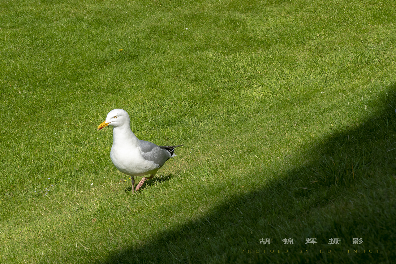 苏格兰最古老的圣安德鲁斯大学竟如此古风美
