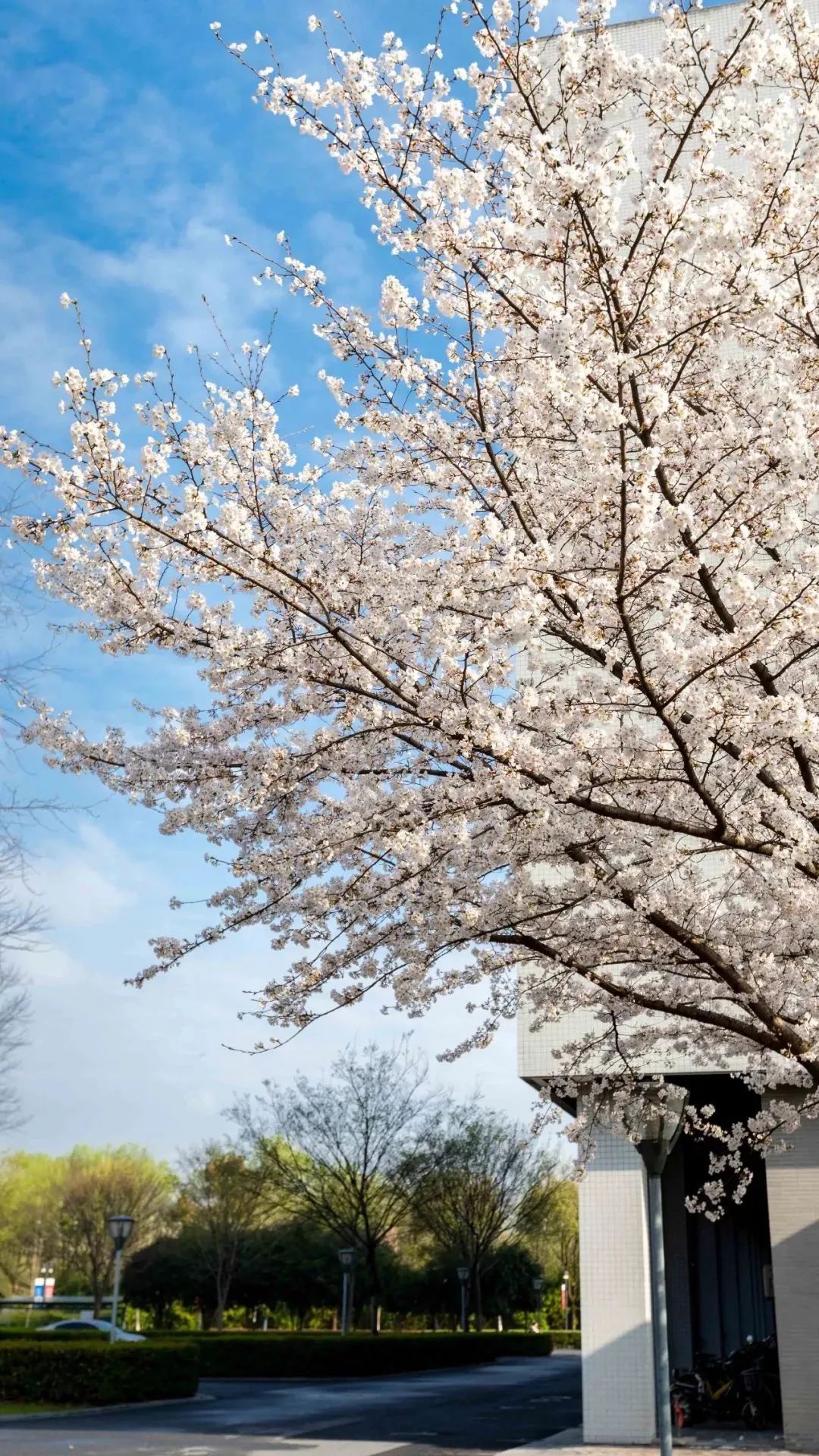 你的理想大学，终于被做成了手机壁纸
