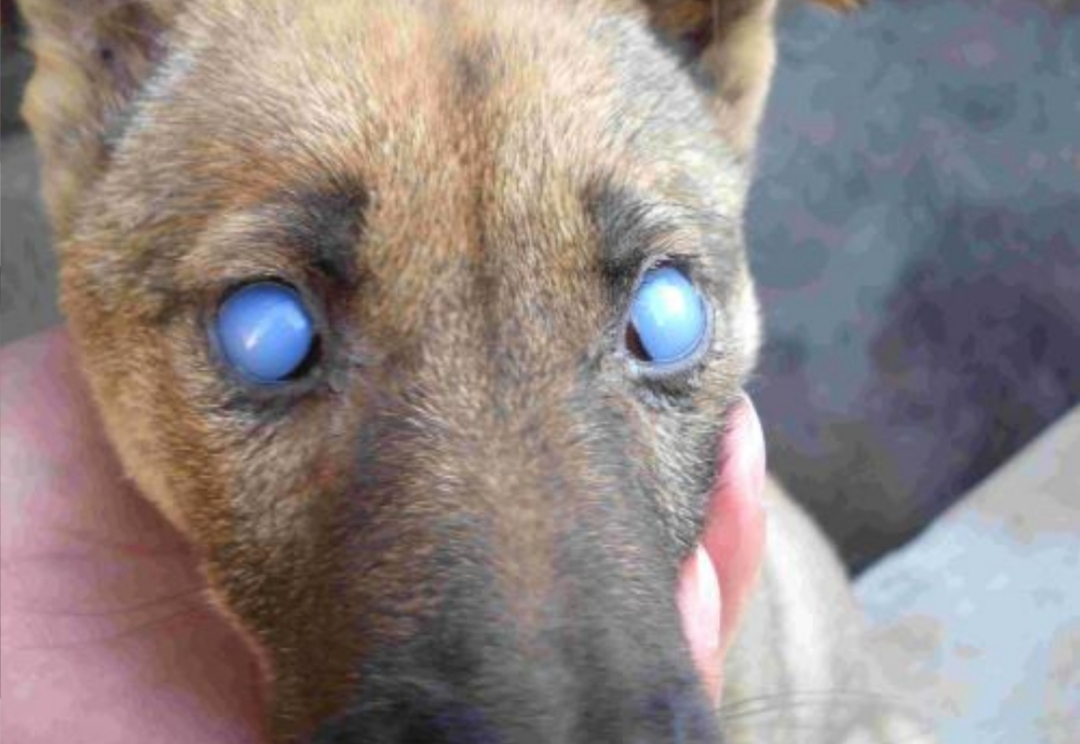 狗眼病症状及图片图片