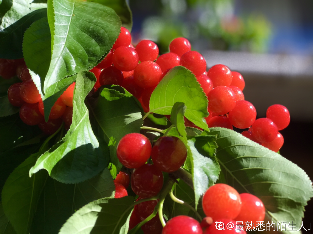 樱桃种植方法（分享樱桃盆栽的正确栽培方法）