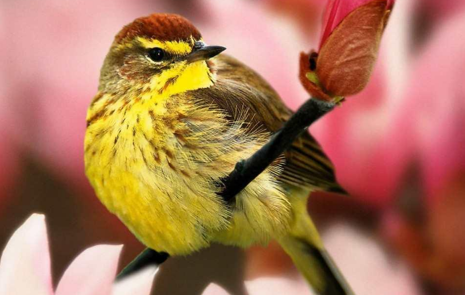 鹈怎么读？鹈的读音和意思