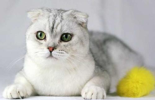 世界上智商最高的猫十大排名（高智商猫排名前十）-第4张图片-昕阳网