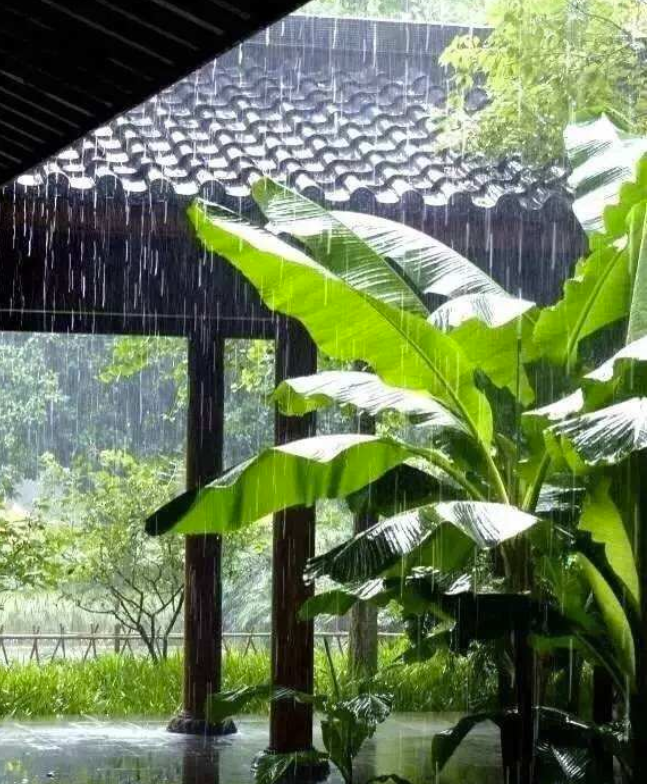 箬竹叶是什么东西（关于箬竹叶的使用方法）