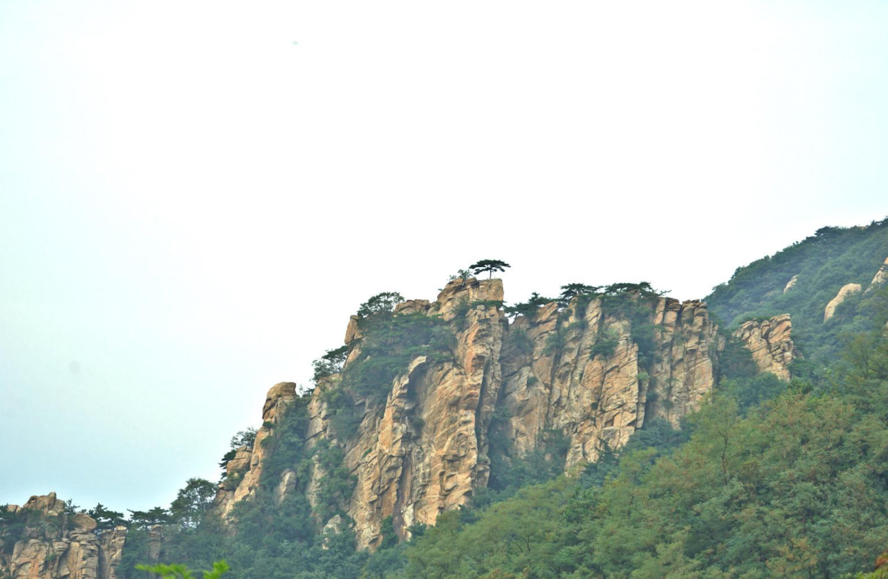 柳条图片(高约4米) - 赤虎壹号