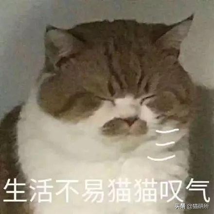 又双叒卡猫！花10000元测评自动猫砂盆到底安不安全？