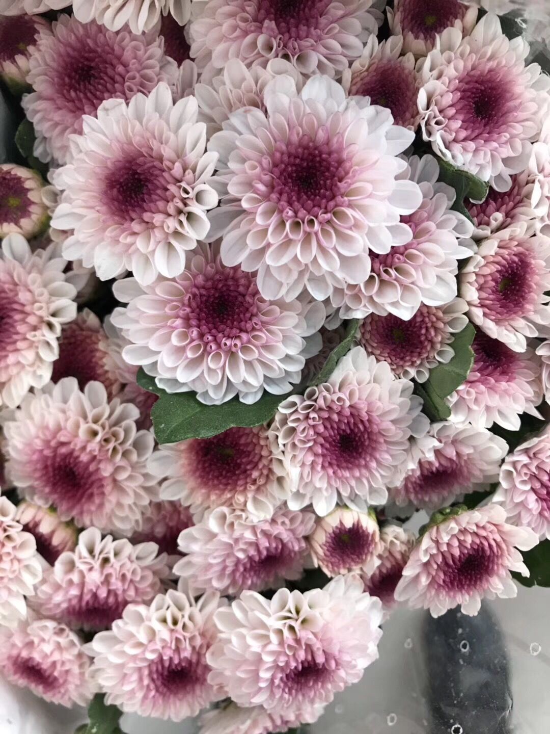 小雏菊花期（小雏菊花期较长养护得当可更长）