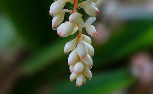 娉娉袅袅十三余豆蔻梢头二月初 古诗词中的豆蔻少女并非纯洁美好