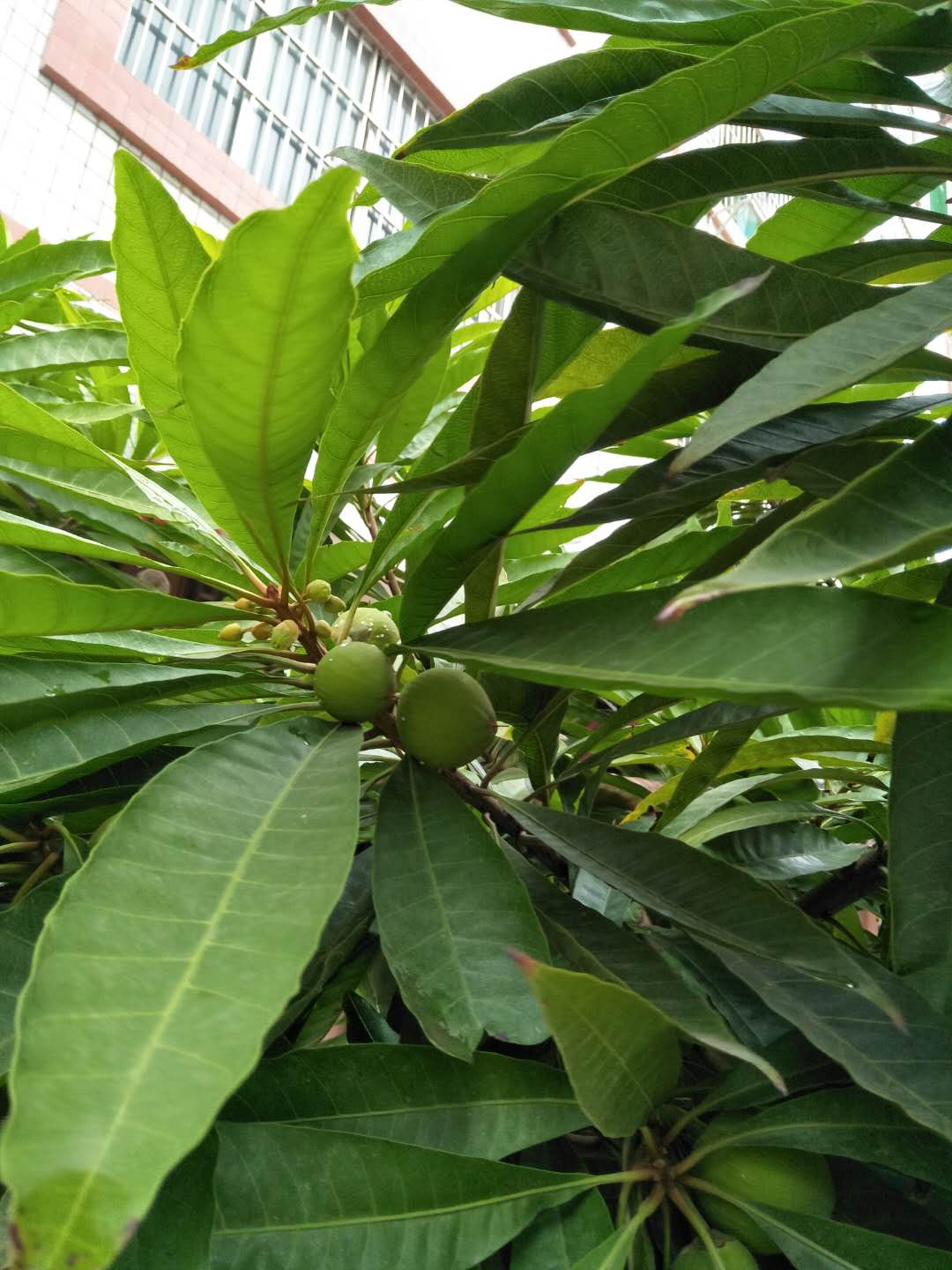 圆形鸡蛋圆形鸡蛋怎么煎