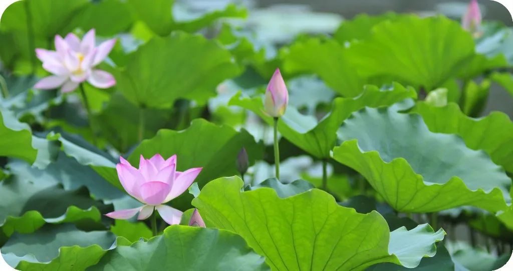 月光如梦，岁月如歌，琴声如诗