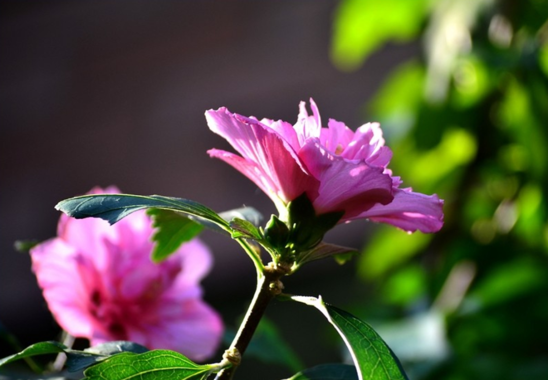 「诗词鉴赏」木槿花开，10首木槿花的诗词，朝花夕谢，转瞬即逝