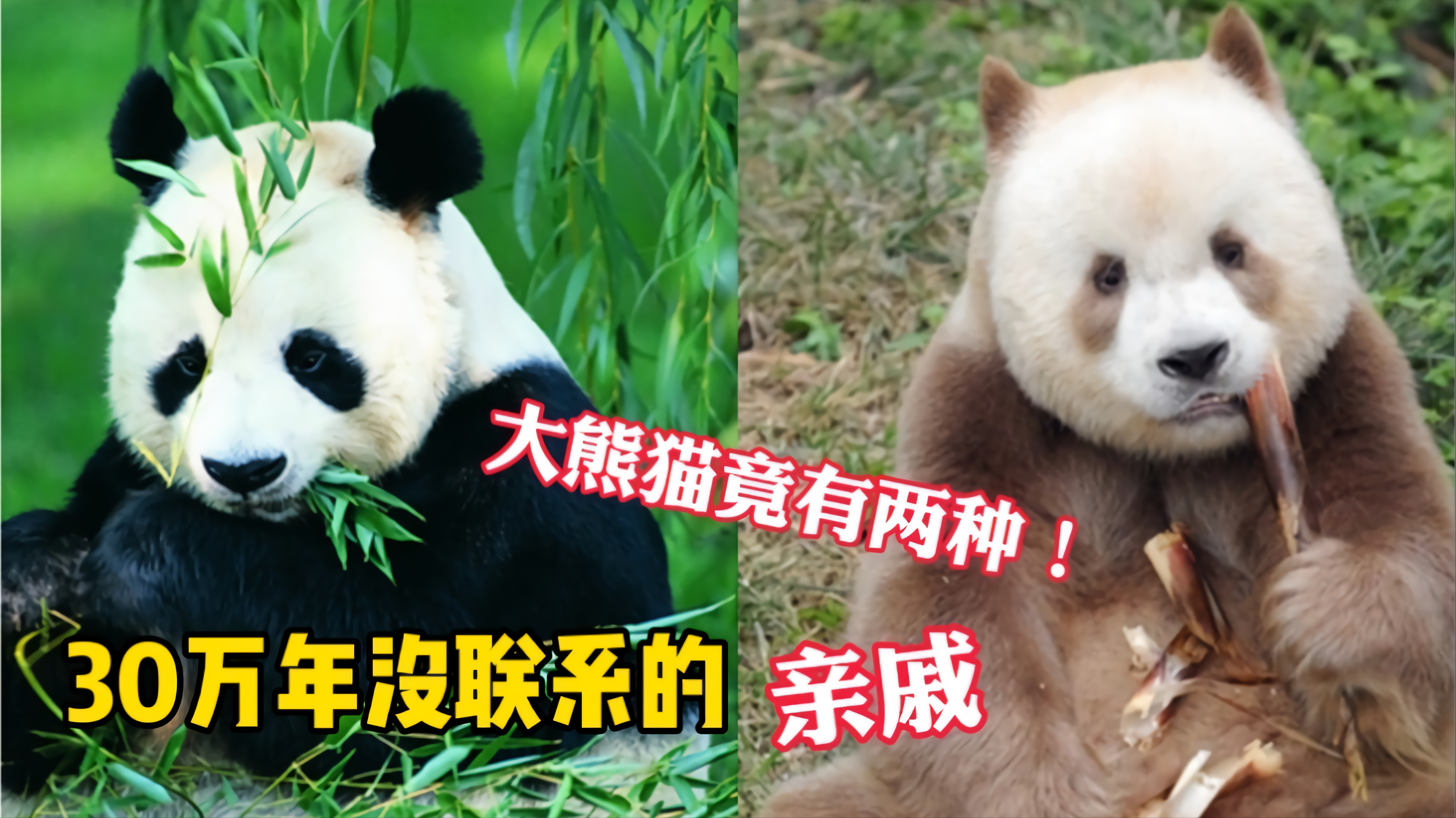 大熊猫竟有两种！还是30万年没联系的亲戚！科普易混的亲戚动物