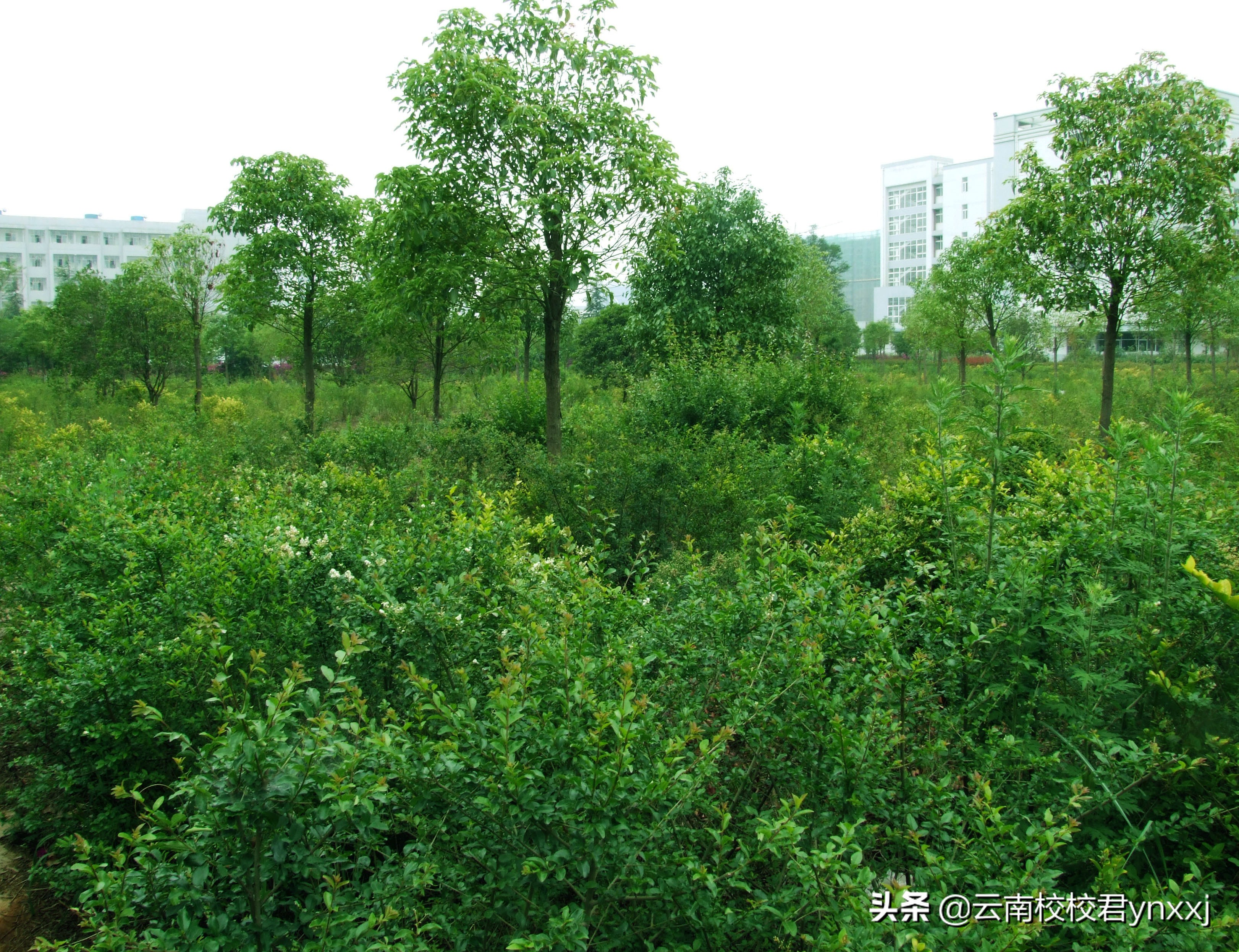 云南曲靖财经学校的校园环境怎么样？