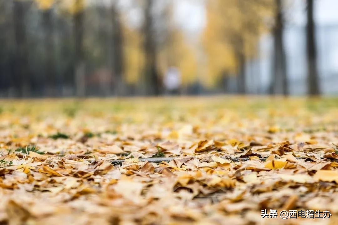 全国首个！陕西一高校与80余家重点单位合作，被省教育厅聚焦