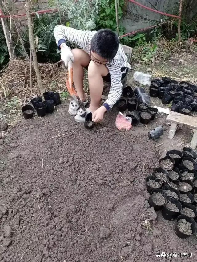 好心疼！绵阳十二三岁的娃娃，竟被学校赶下田去插秧子